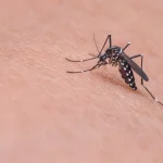 Dengue em SC: boletim revela que 47 municípios possuem alto risco de transmissão da doença